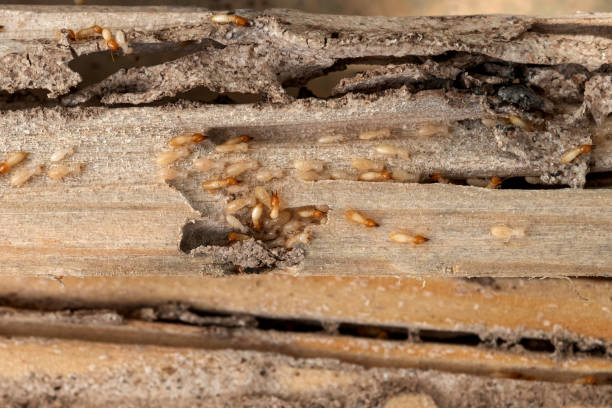 Best Pest Inspection Near Me  in Barnesville, GA